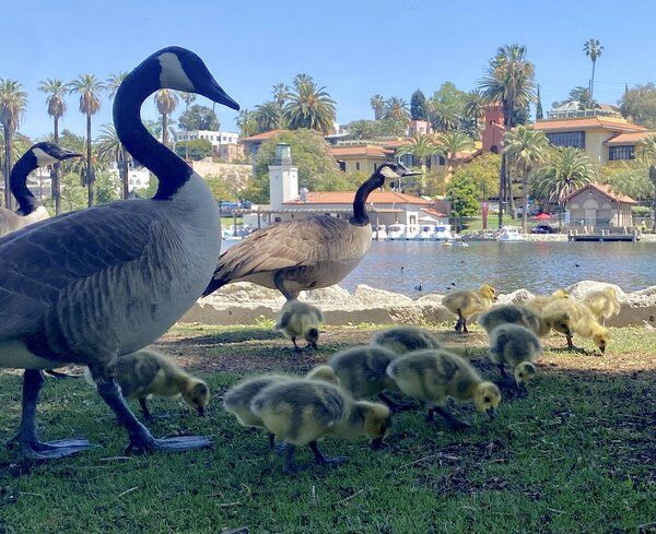geese and goslings at echo park 600